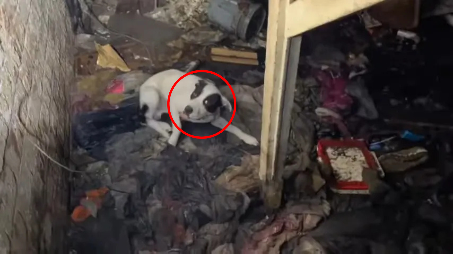 dog on trash pile