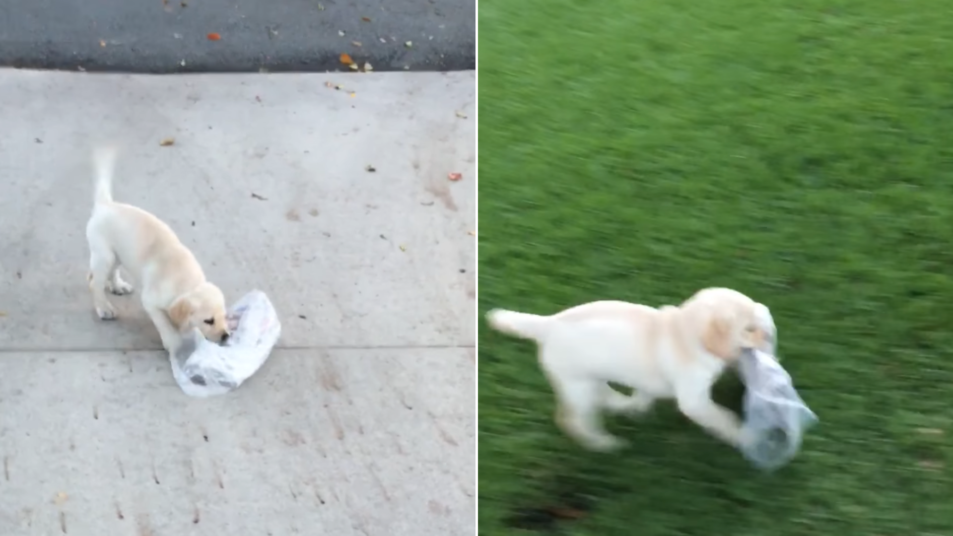 puppy fetching newspaper
