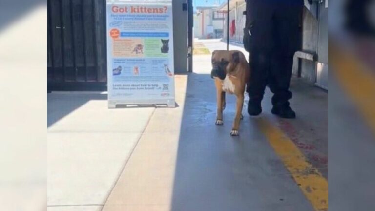 boxer on leash