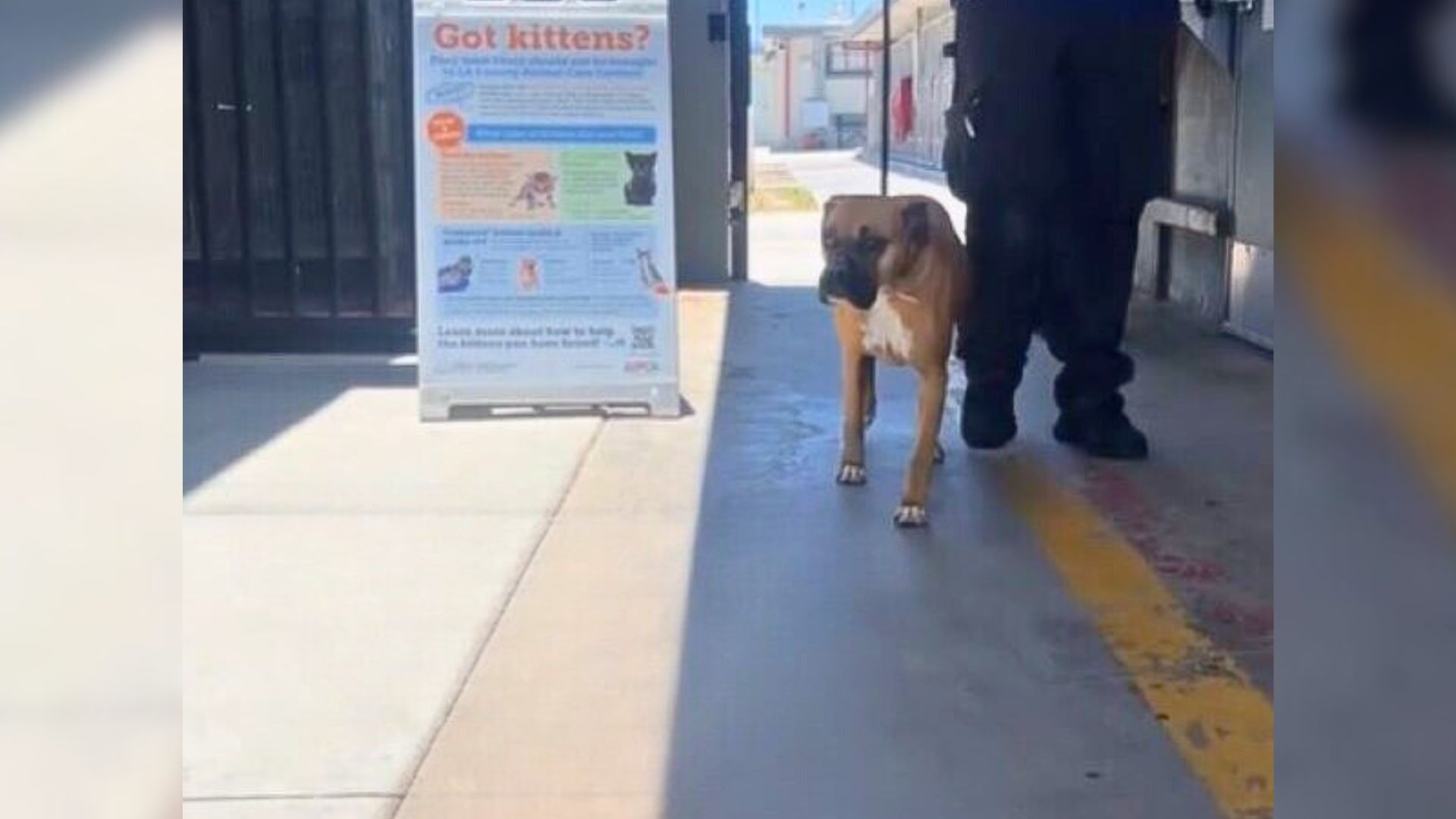 boxer on leash