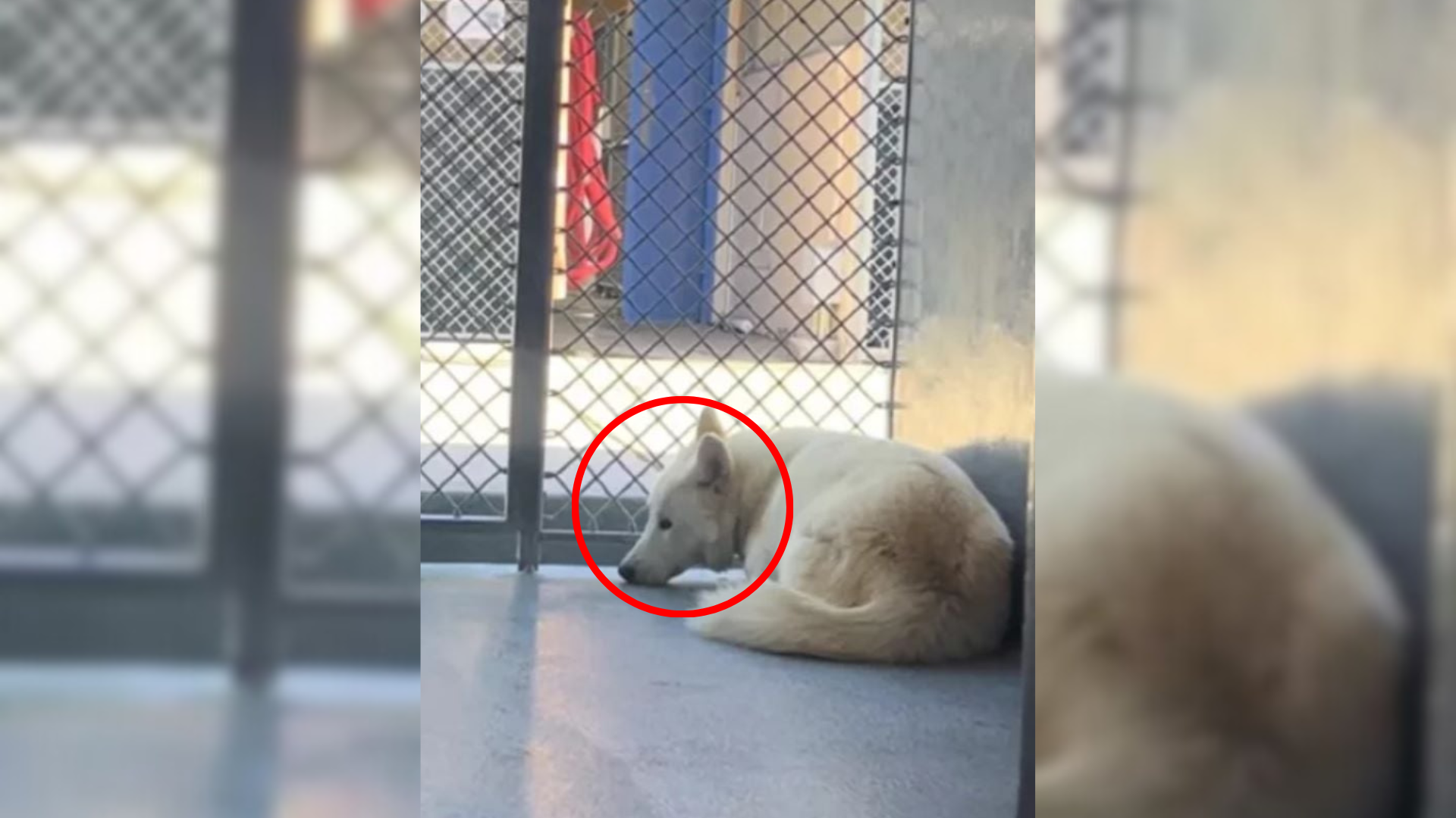 sad shelter dog