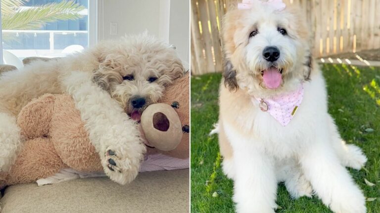 fluffy dog