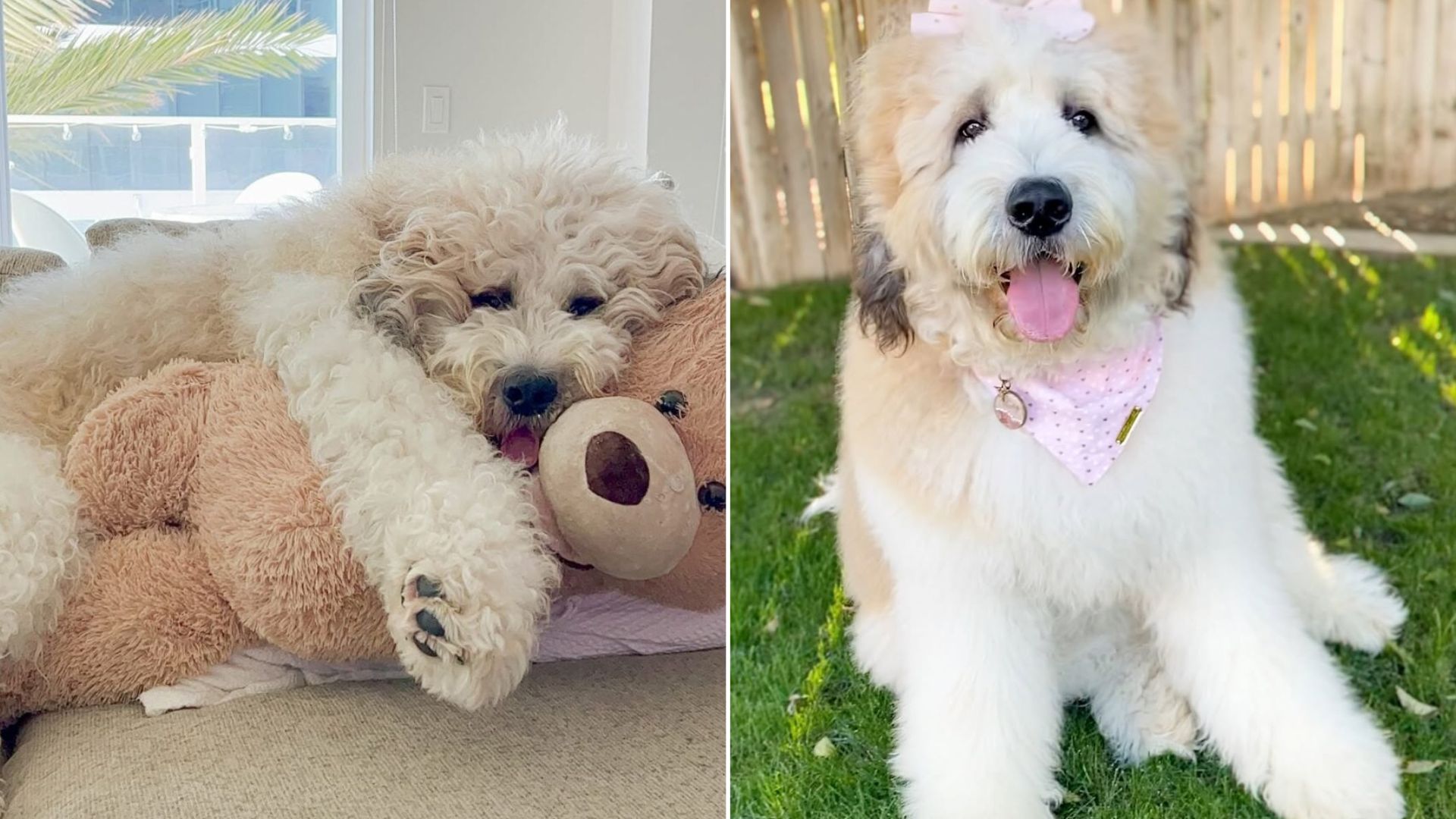 fluffy dog