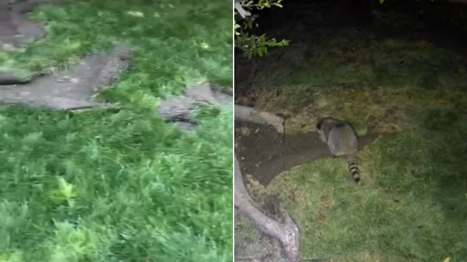 raccoon on messy lawn