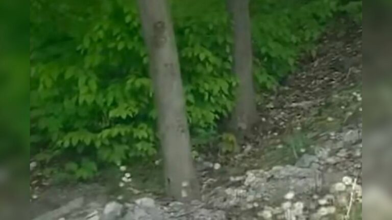animal in forest