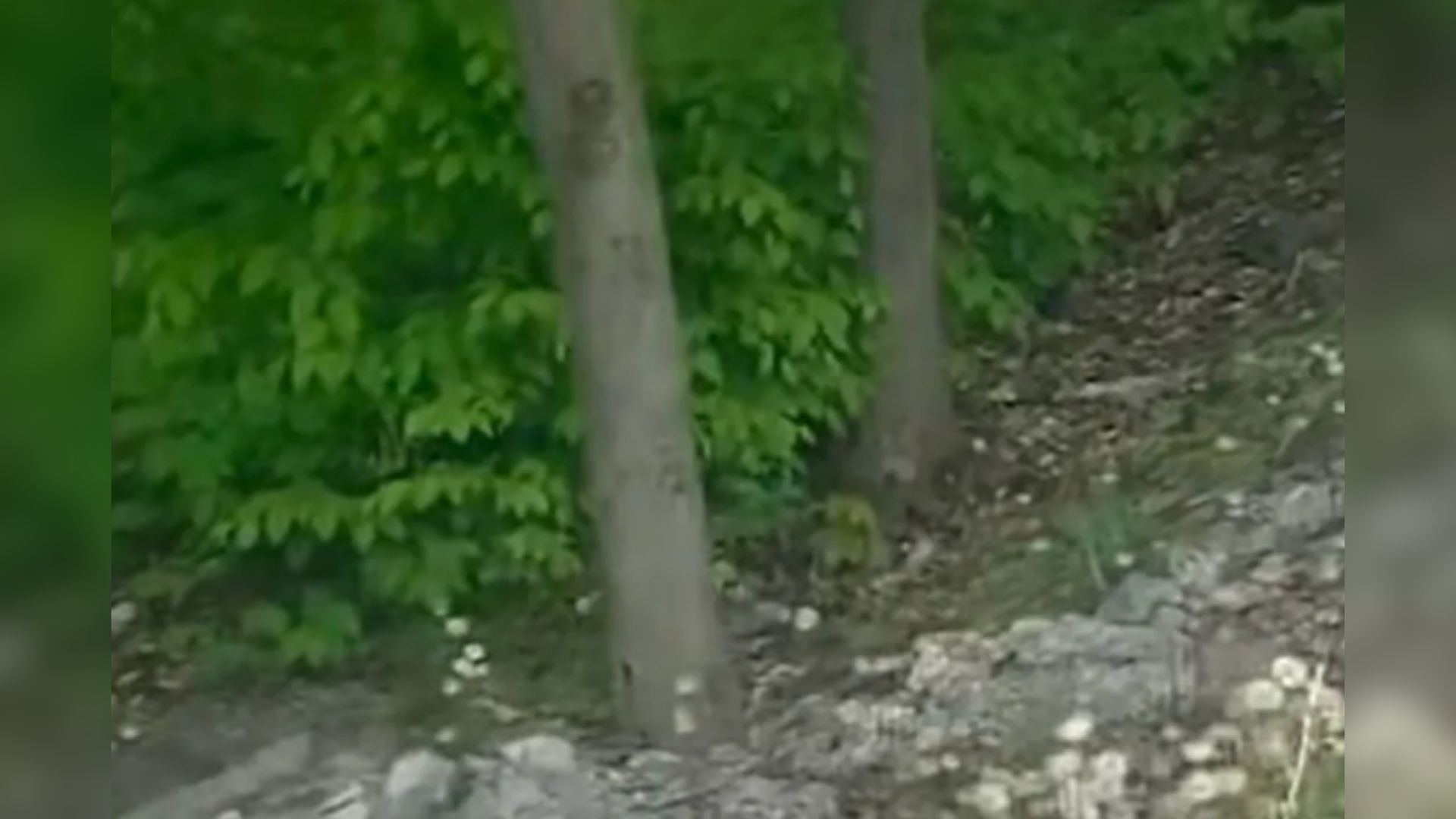 animal in forest