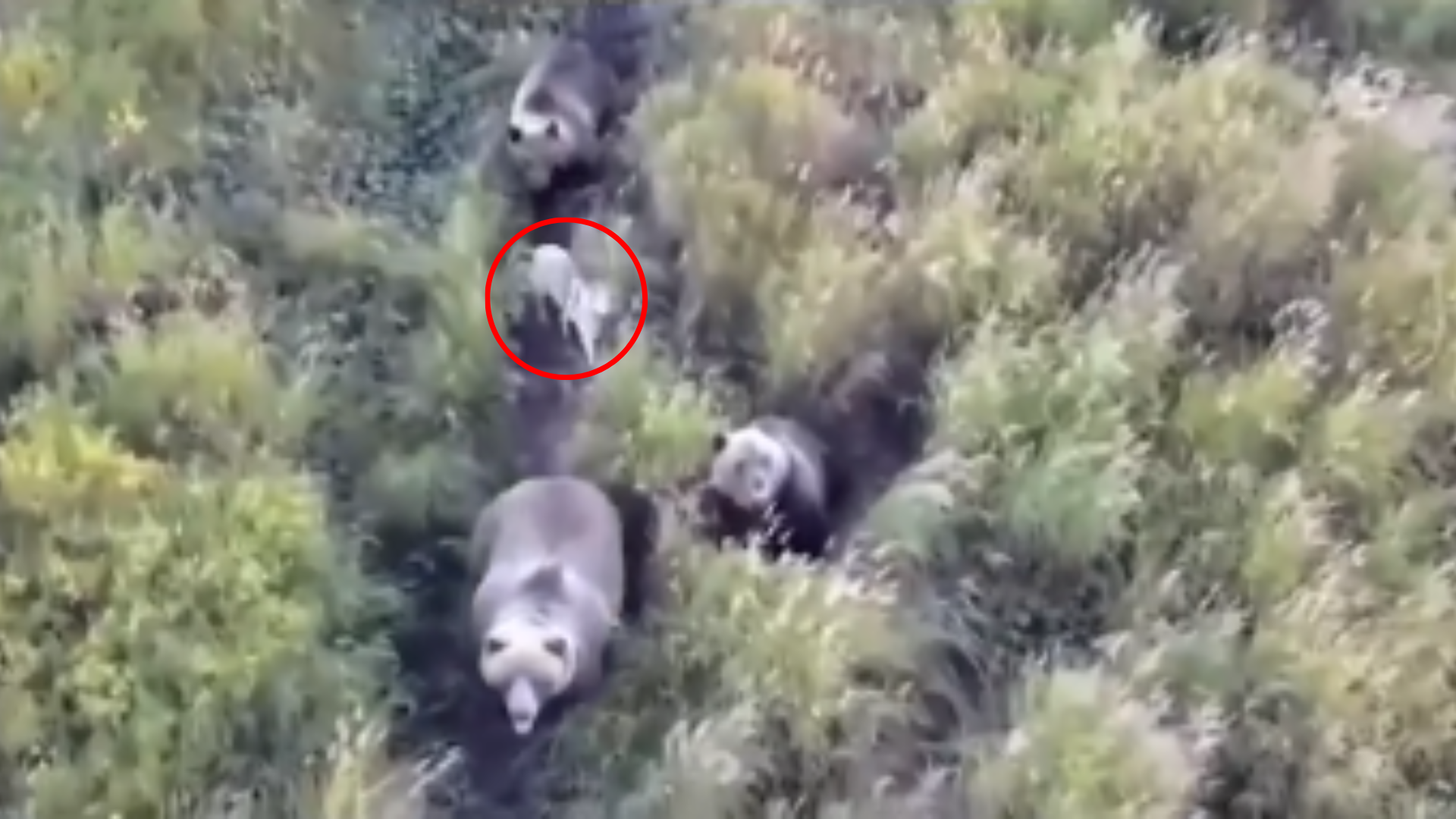 dog walking with bears