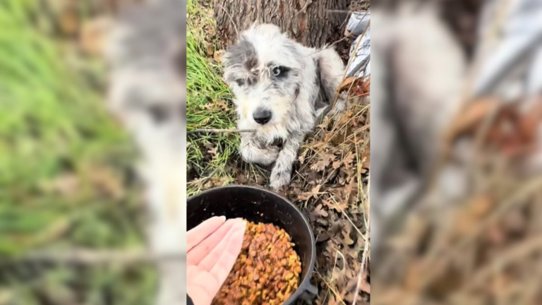 stray dog fed
