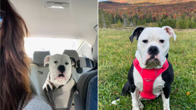 dog with red harness