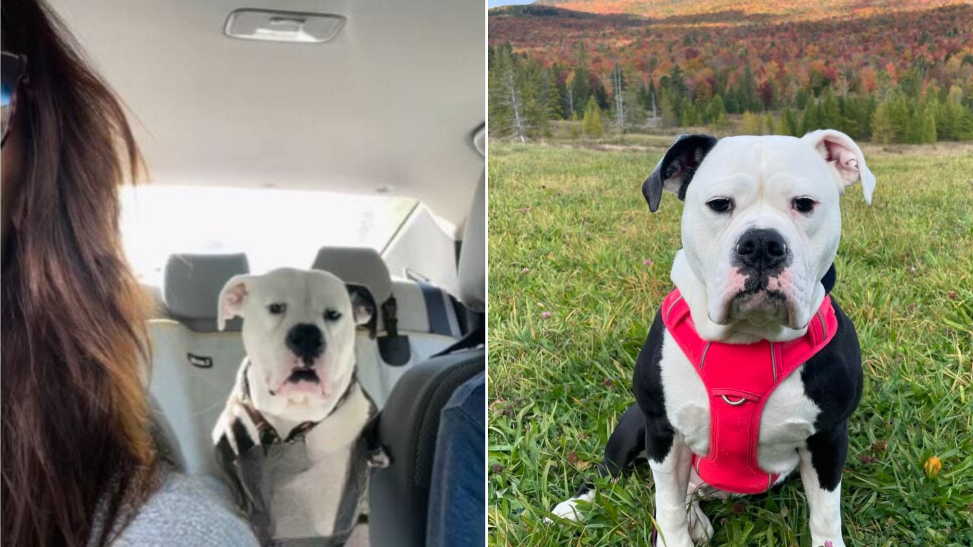 dog with red harness