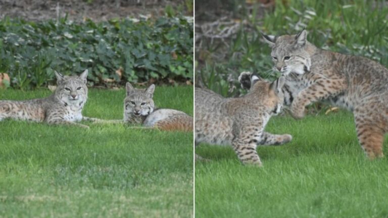 two wildcats