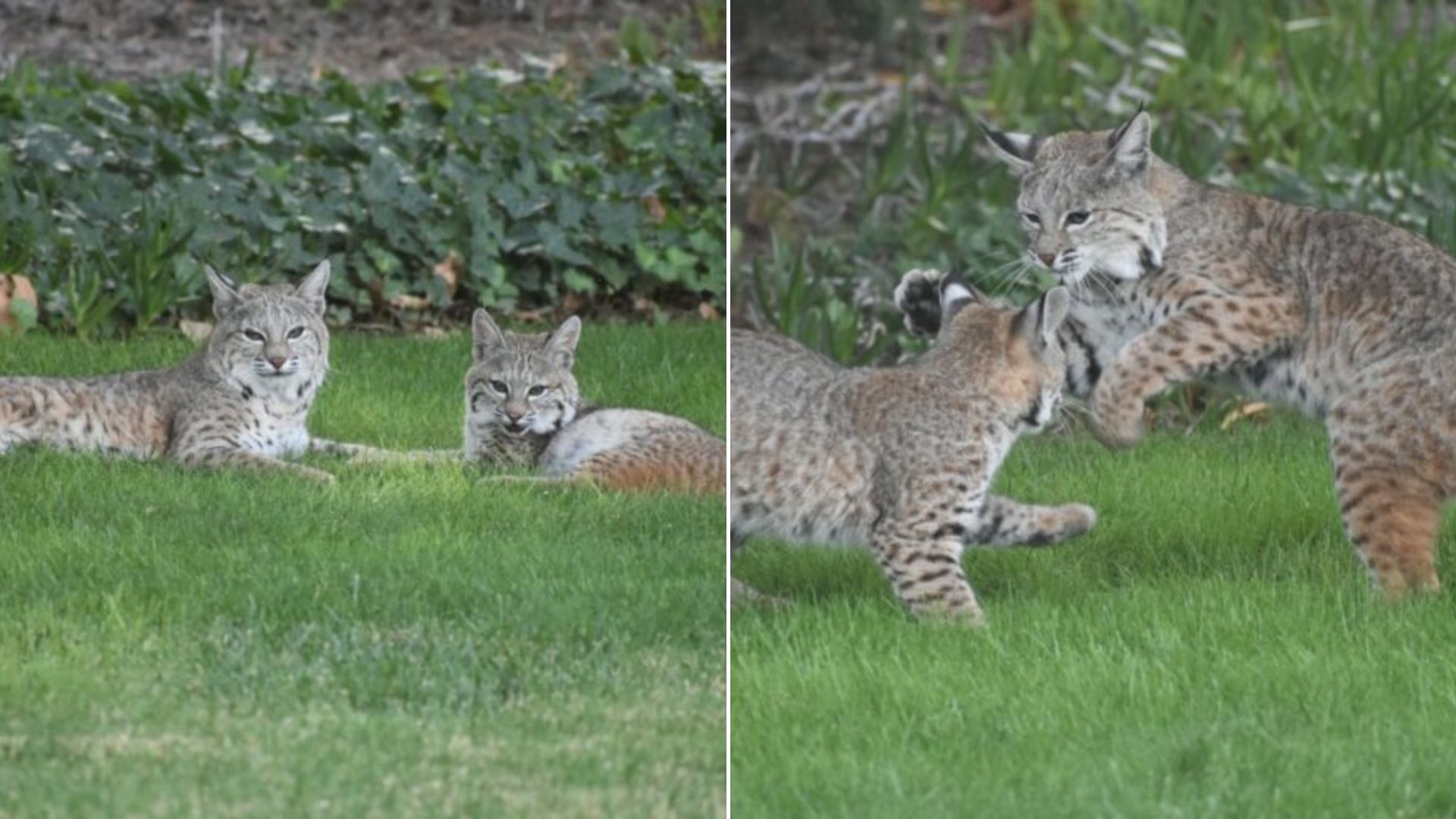 two wildcats