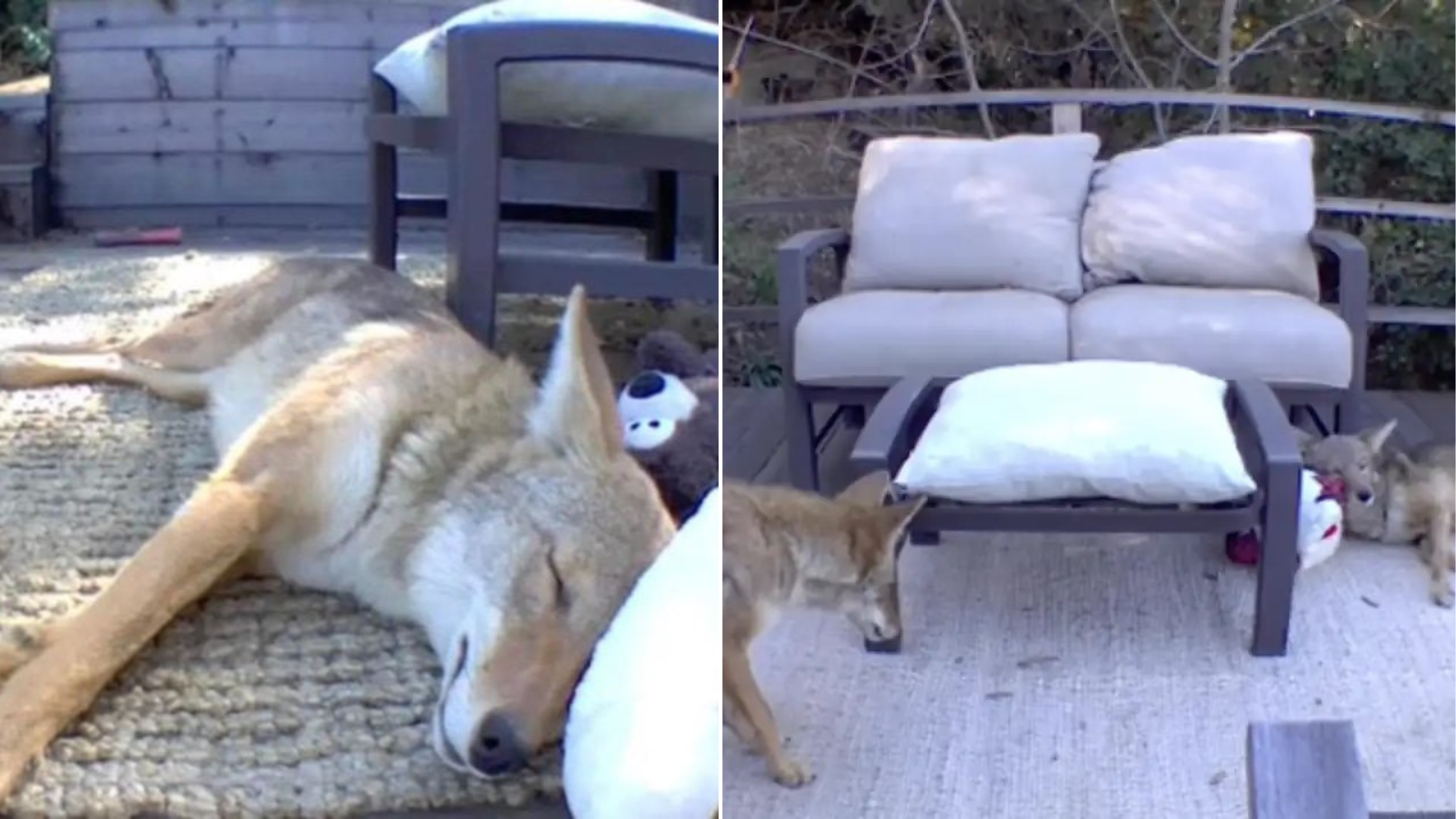 coyotes in yard