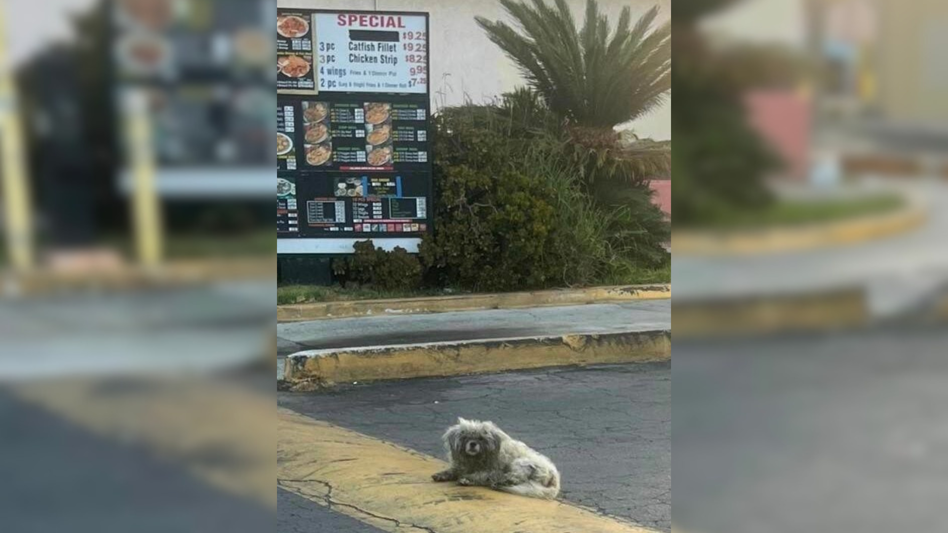 stray dog