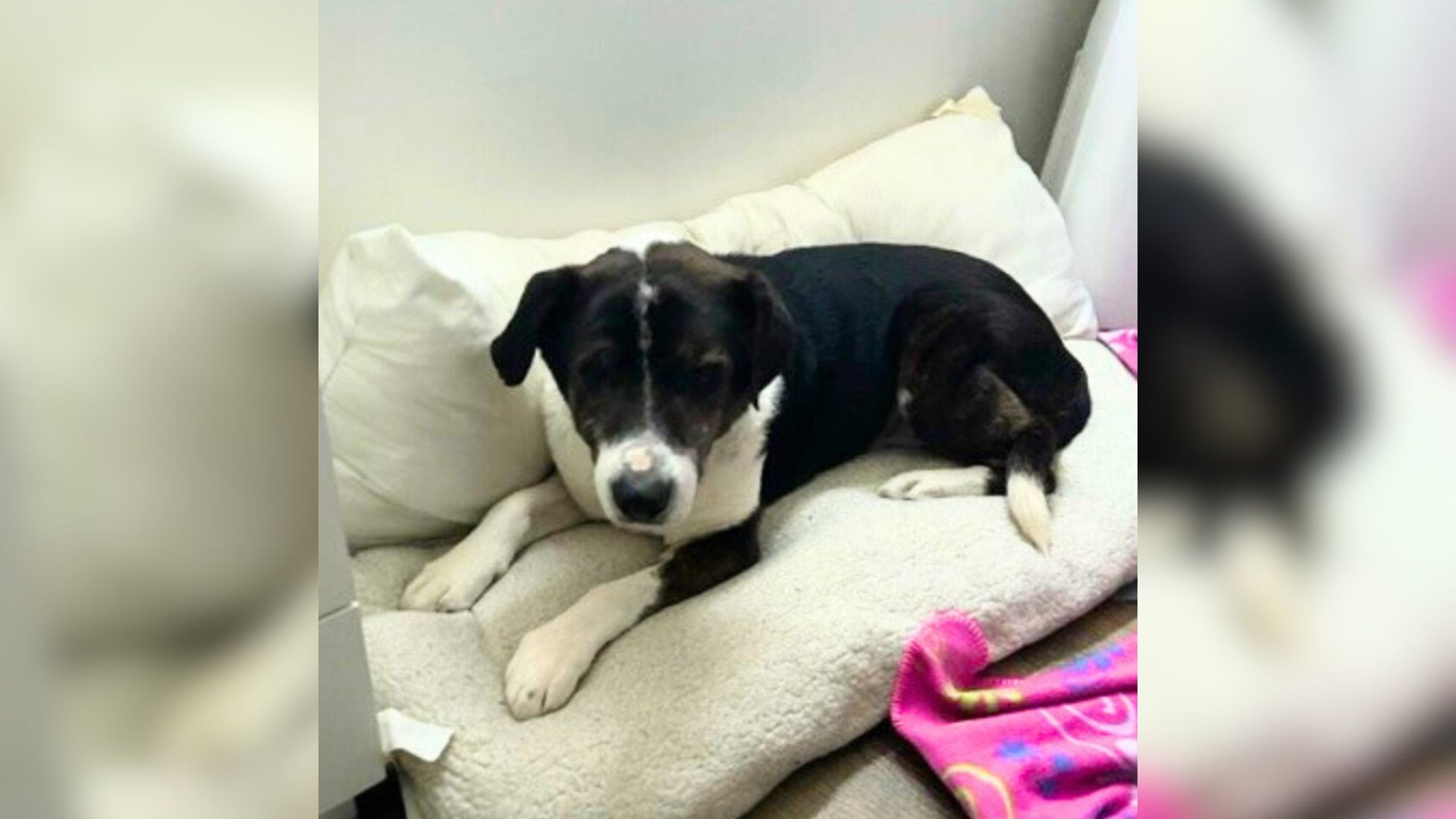 black and white dog