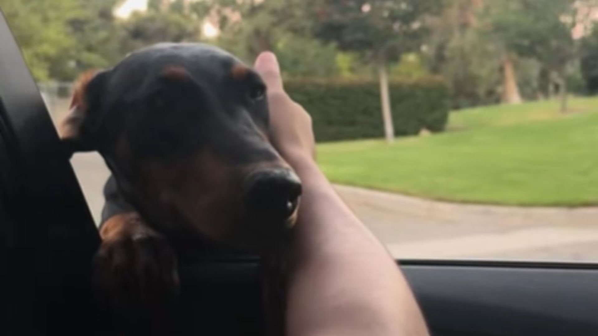 sweet Doberman