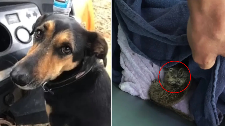 dog and small kitten