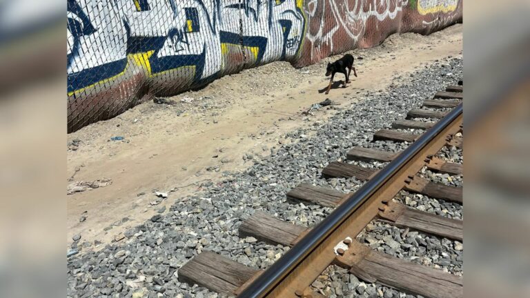 dog near train tracks