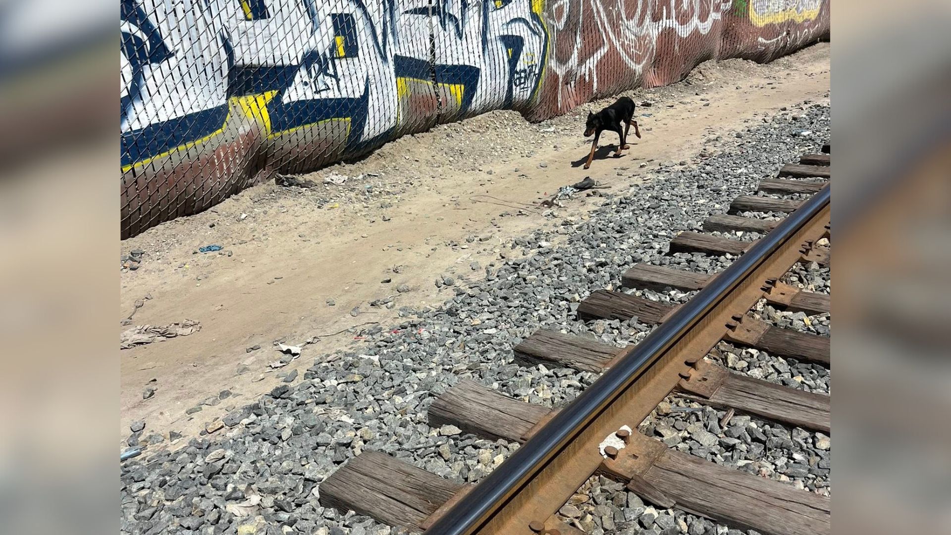 dog near train tracks