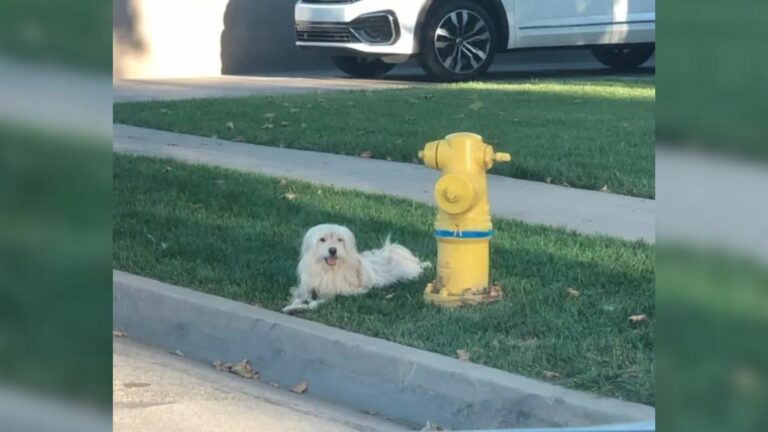 dog laying in grass