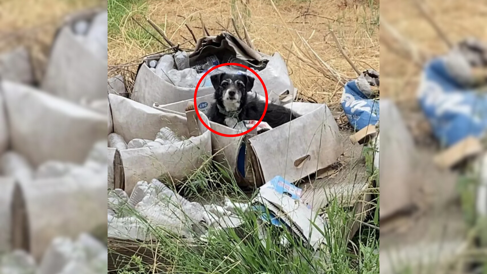 dog on trash pile