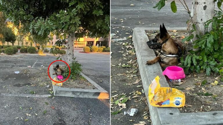 dog in parking lot