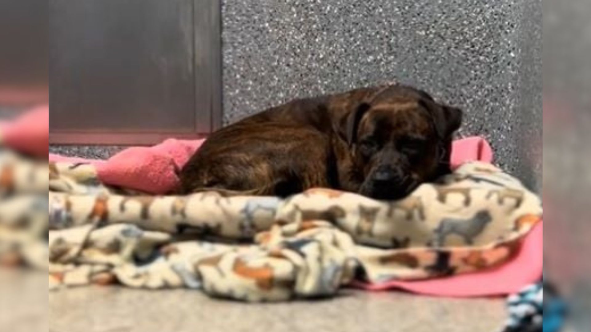 dog in shelter