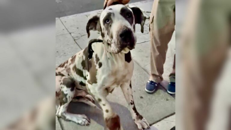 dog with injured paw