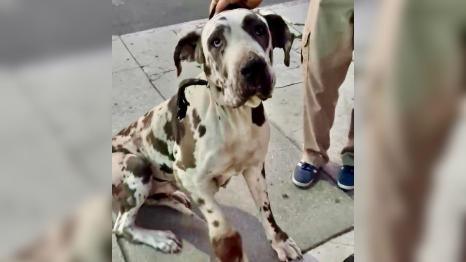 dog with injured paw