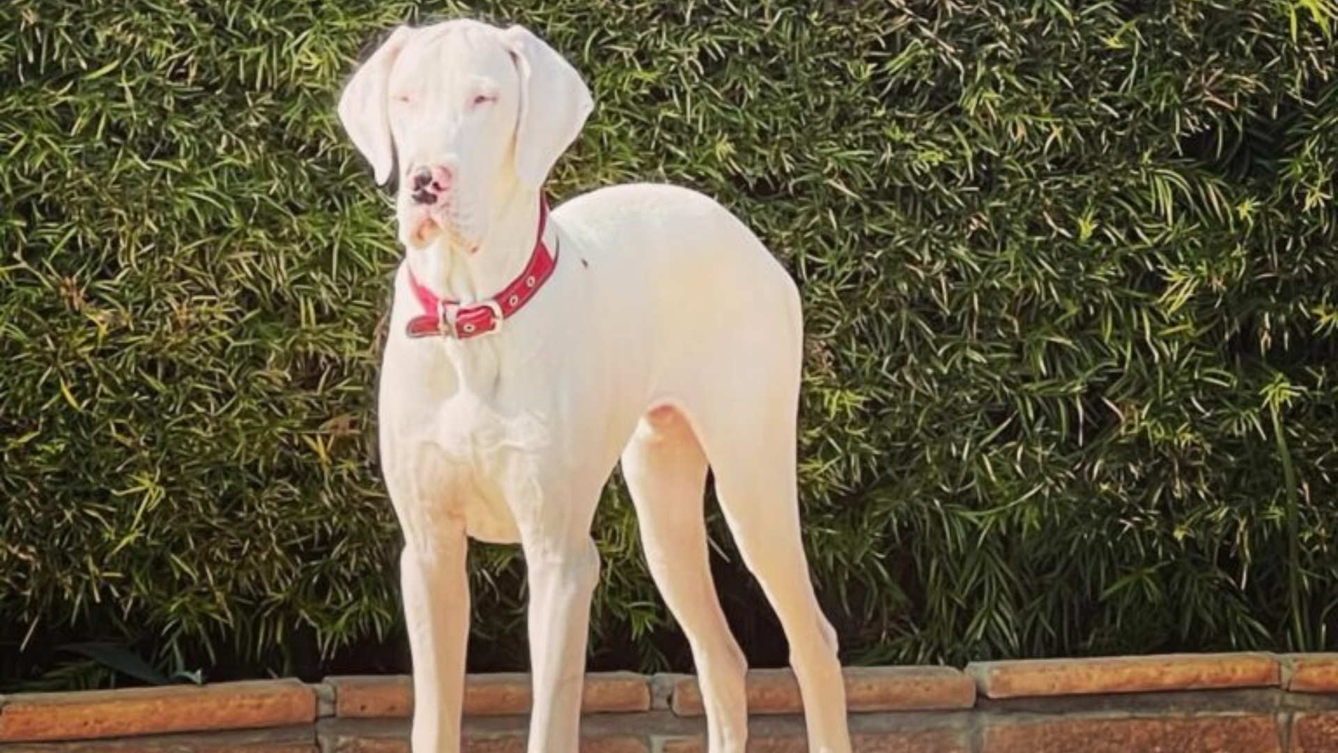 large white dog