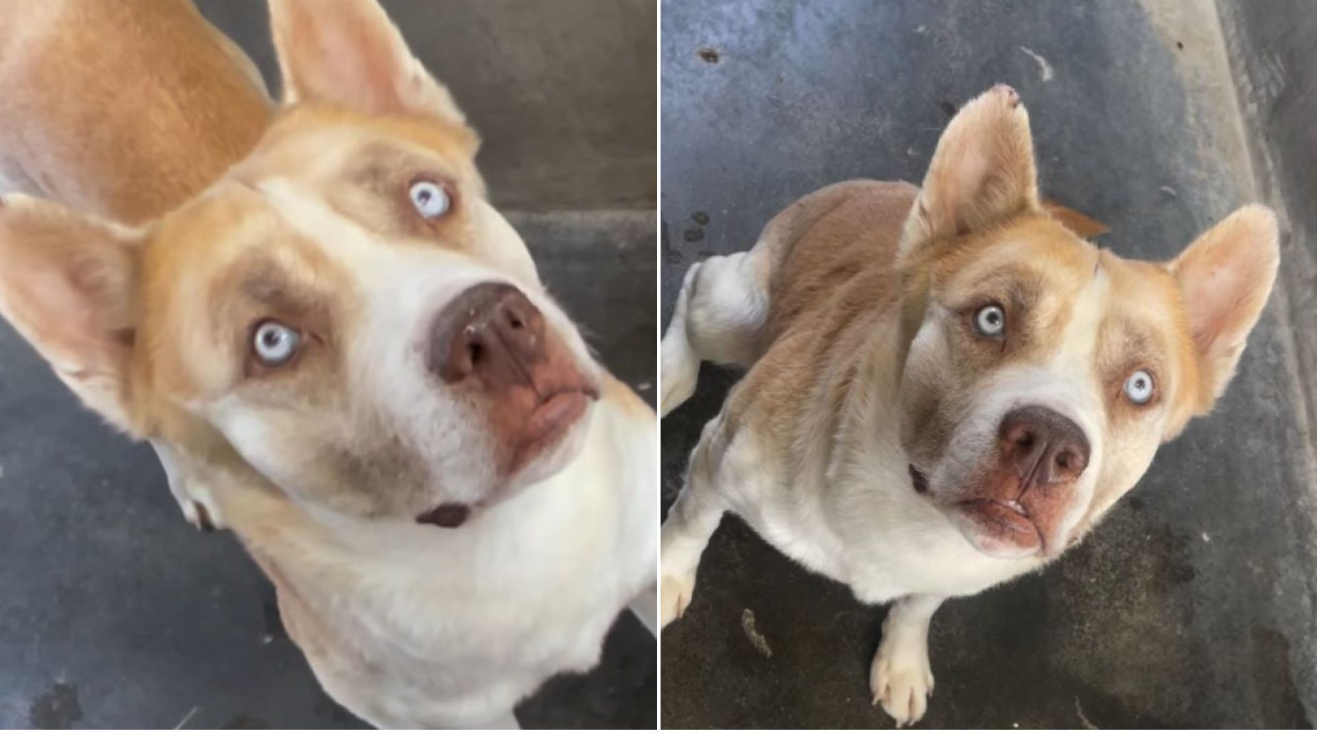 sweet senior dog