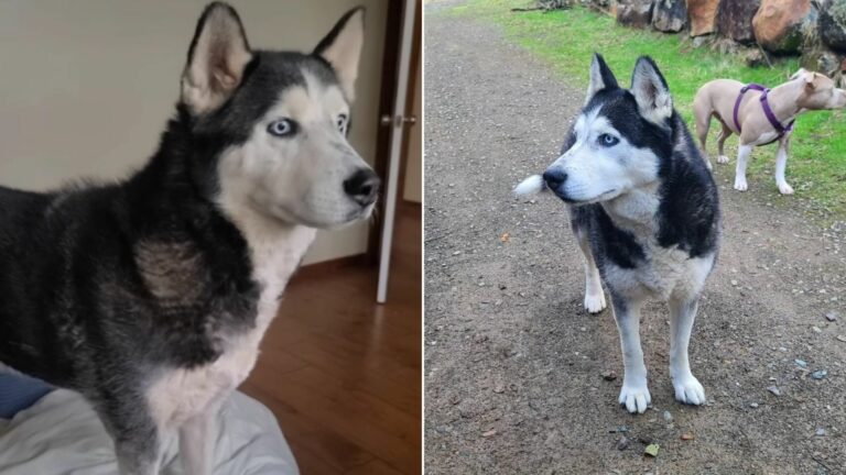 sweet senior dog