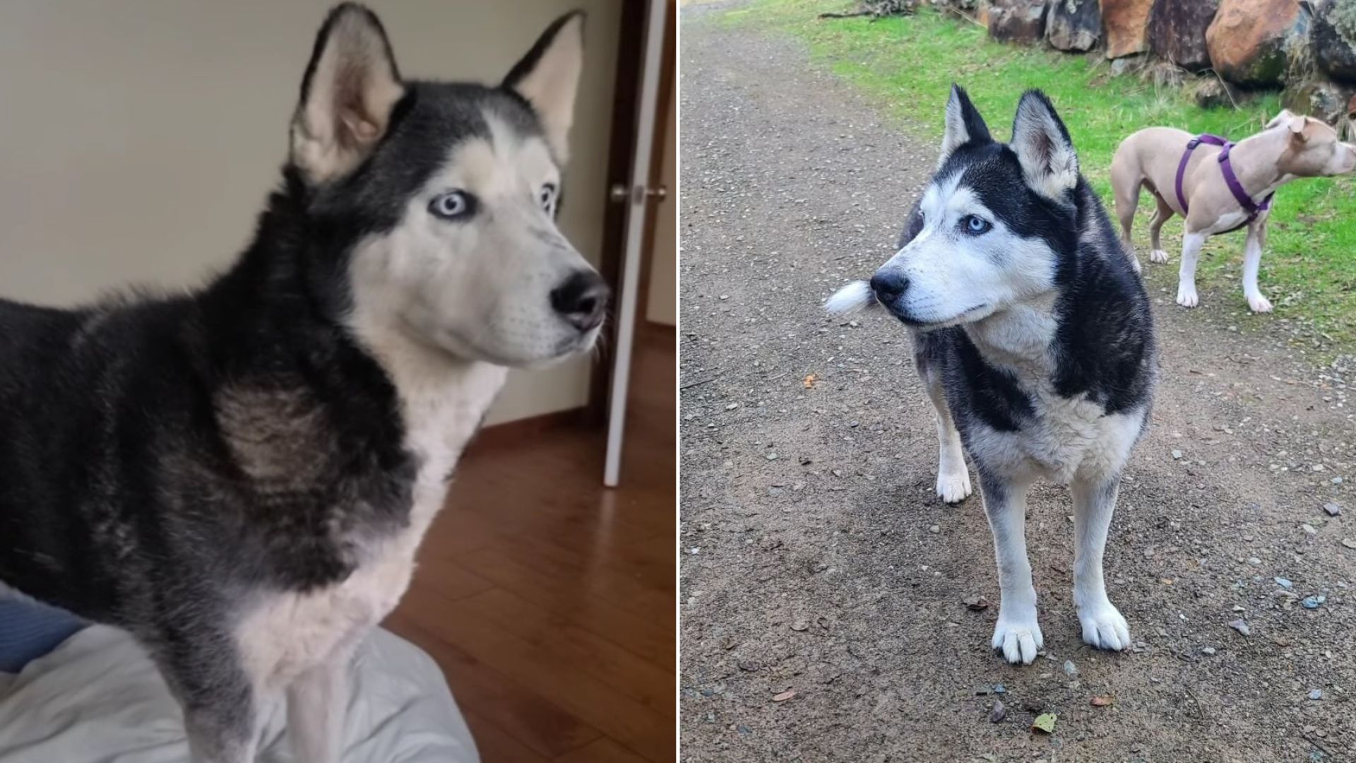 sweet senior dog