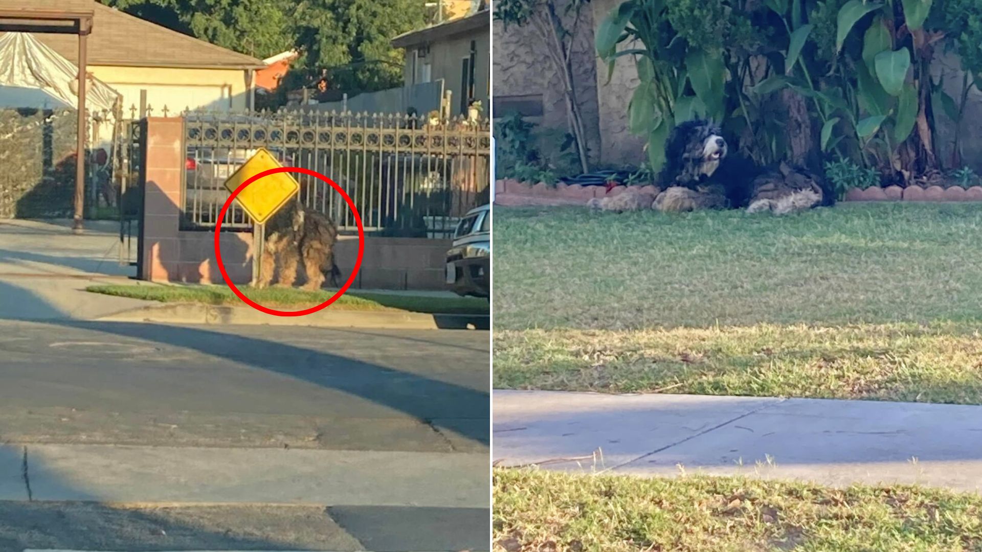 dog on roadside