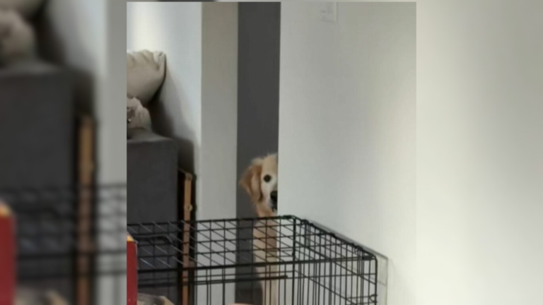 dog peeking