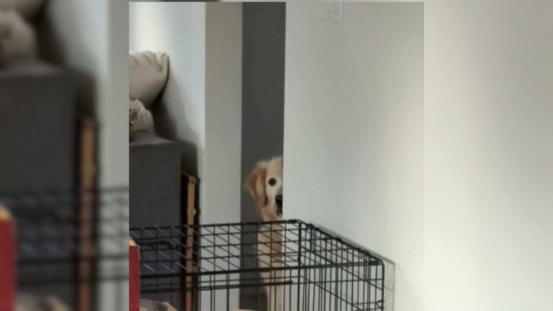 dog peeking