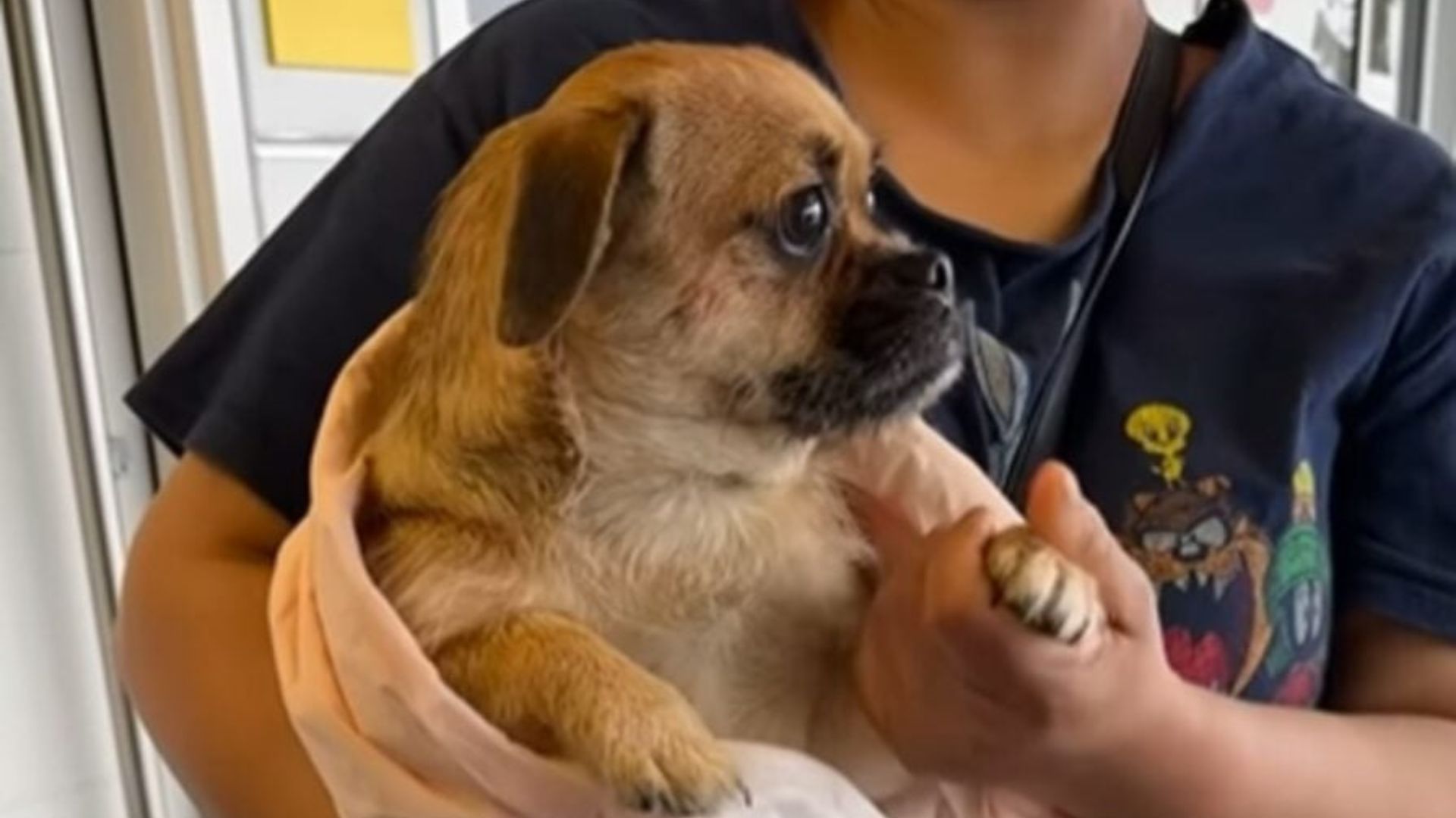 sweet tiny dog