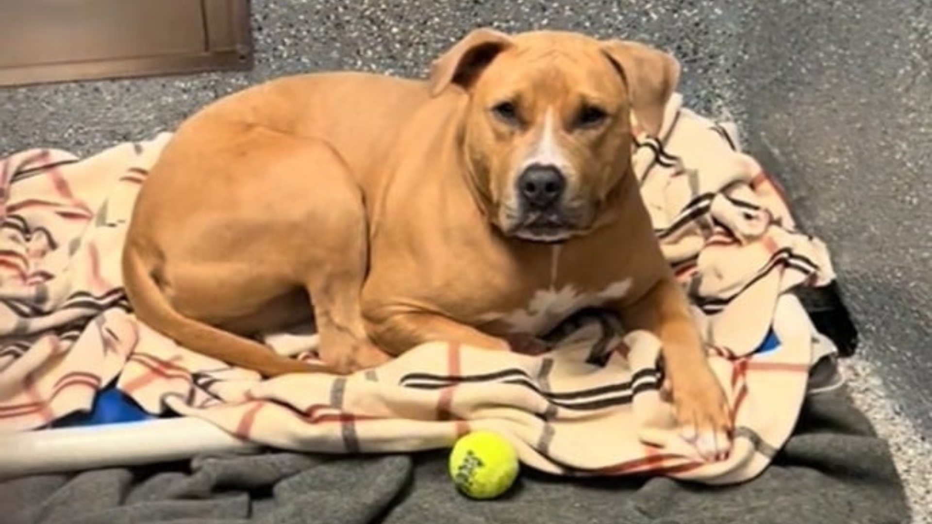 dog lying on blanket