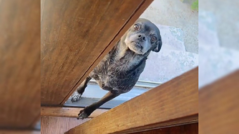 dog at the door