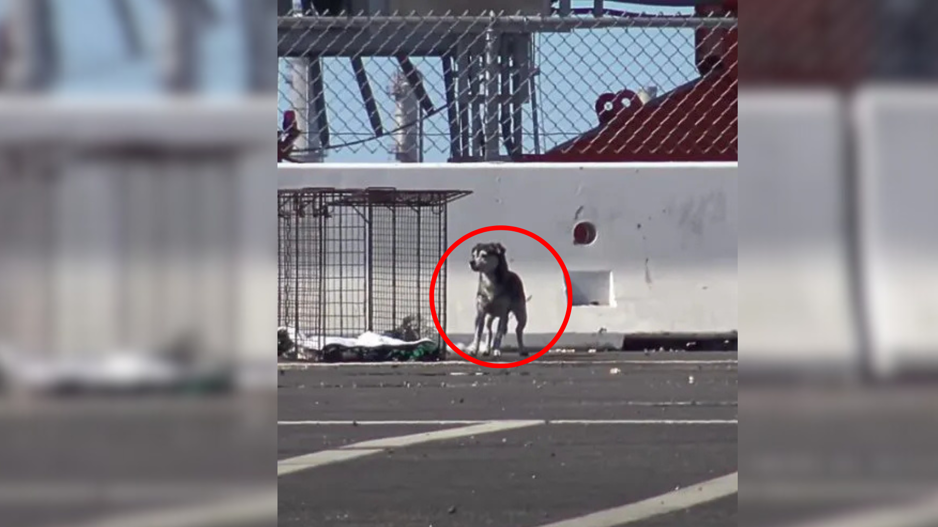 stray dog