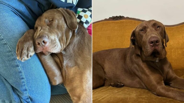 cute brown dog laying down