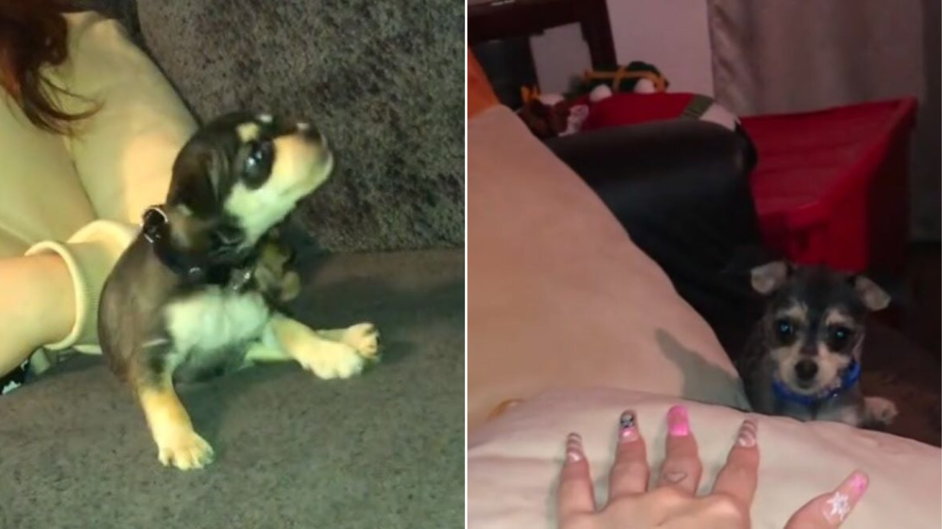 small puppy