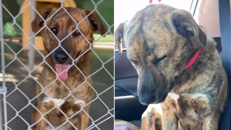 sad shelter dog