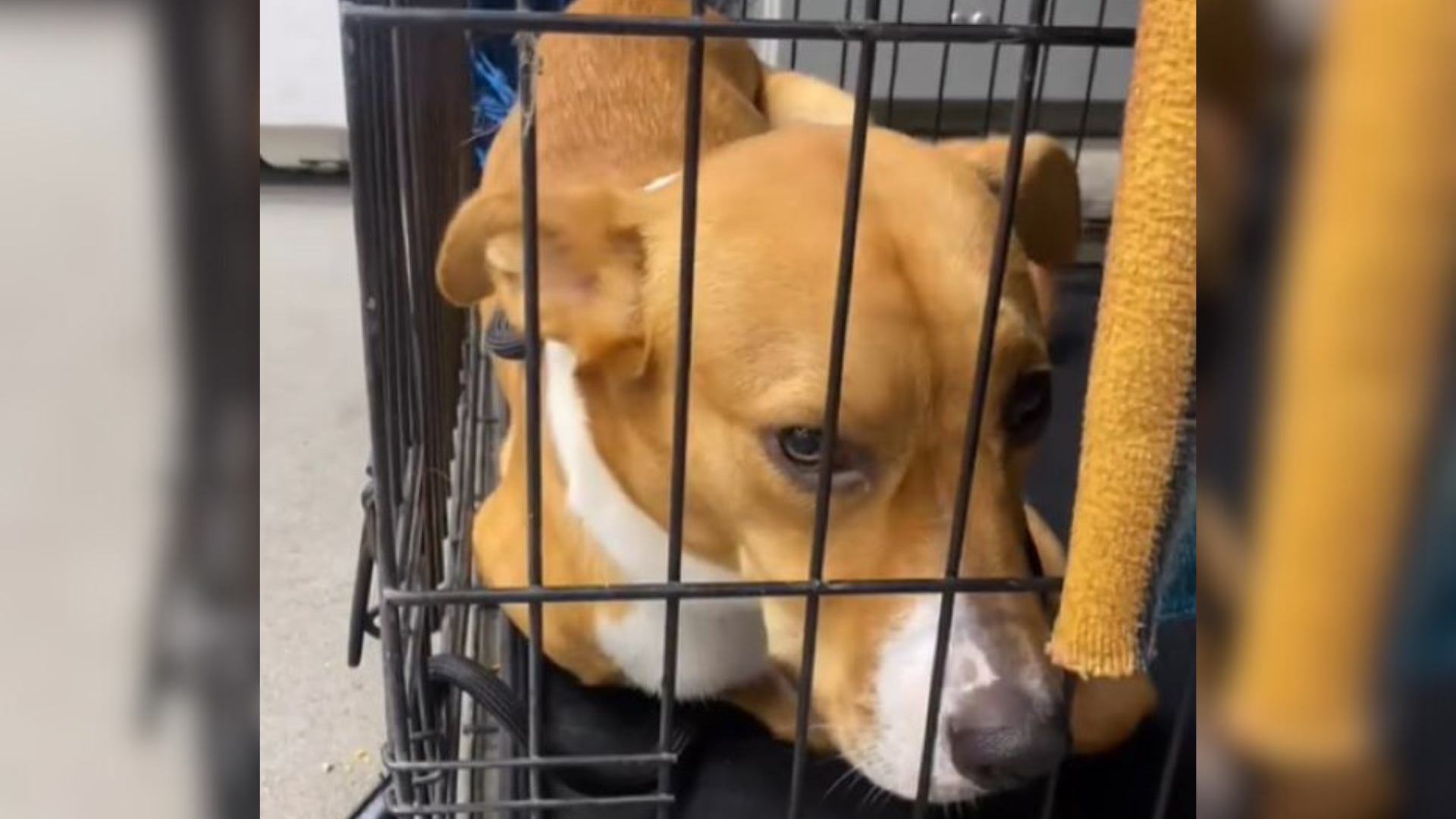 dog in cage