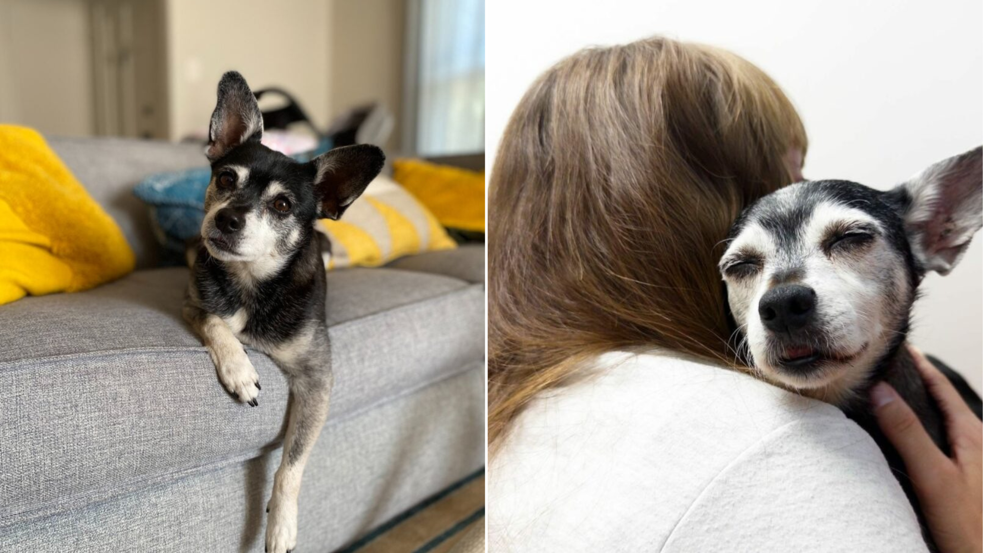 woman hugging dog