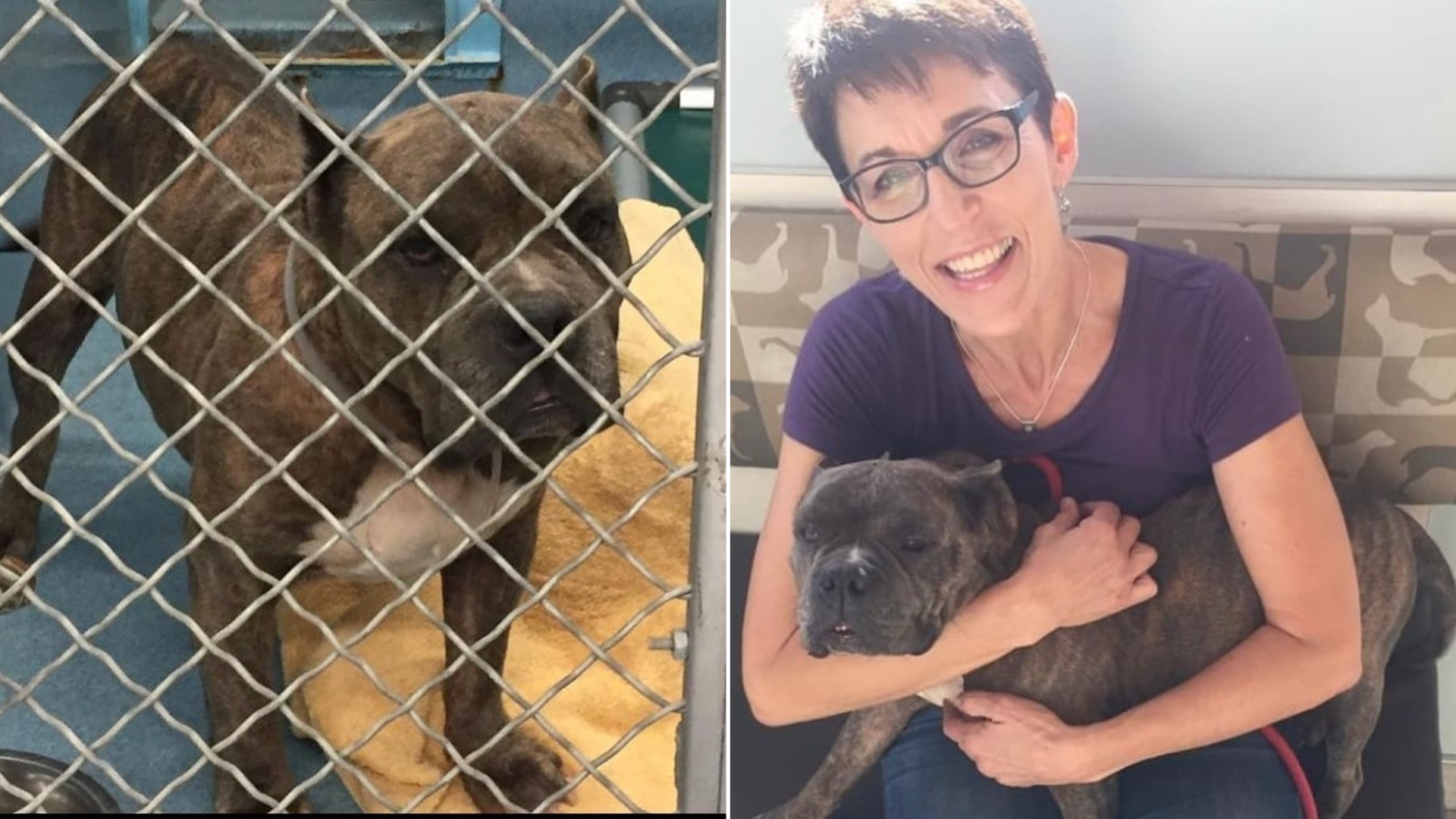 woman holding shelter dog
