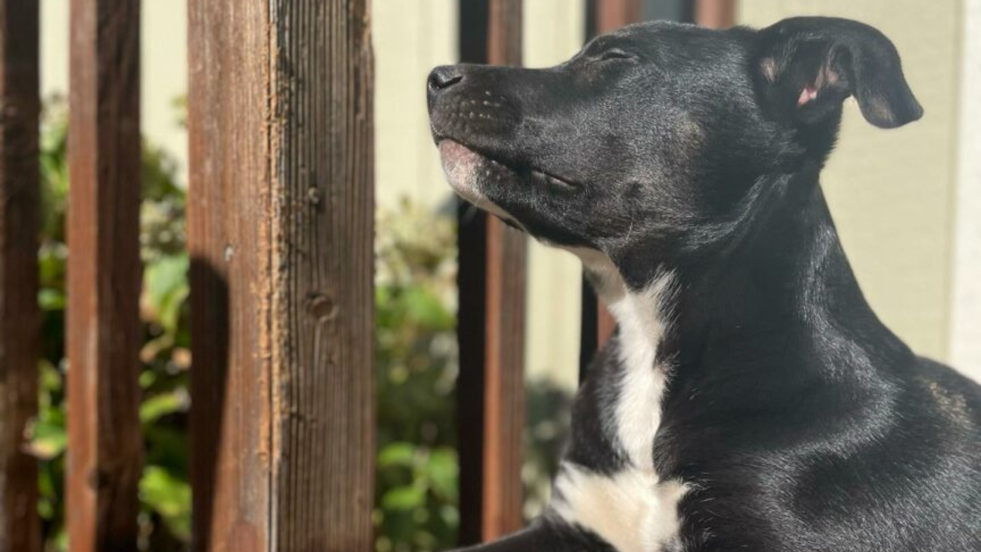 dog enjoying sun