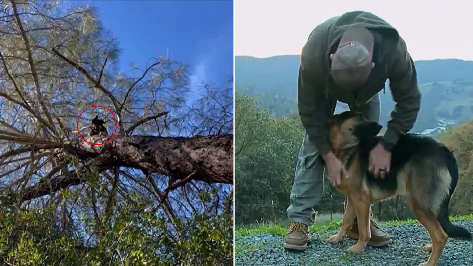 dog on tree