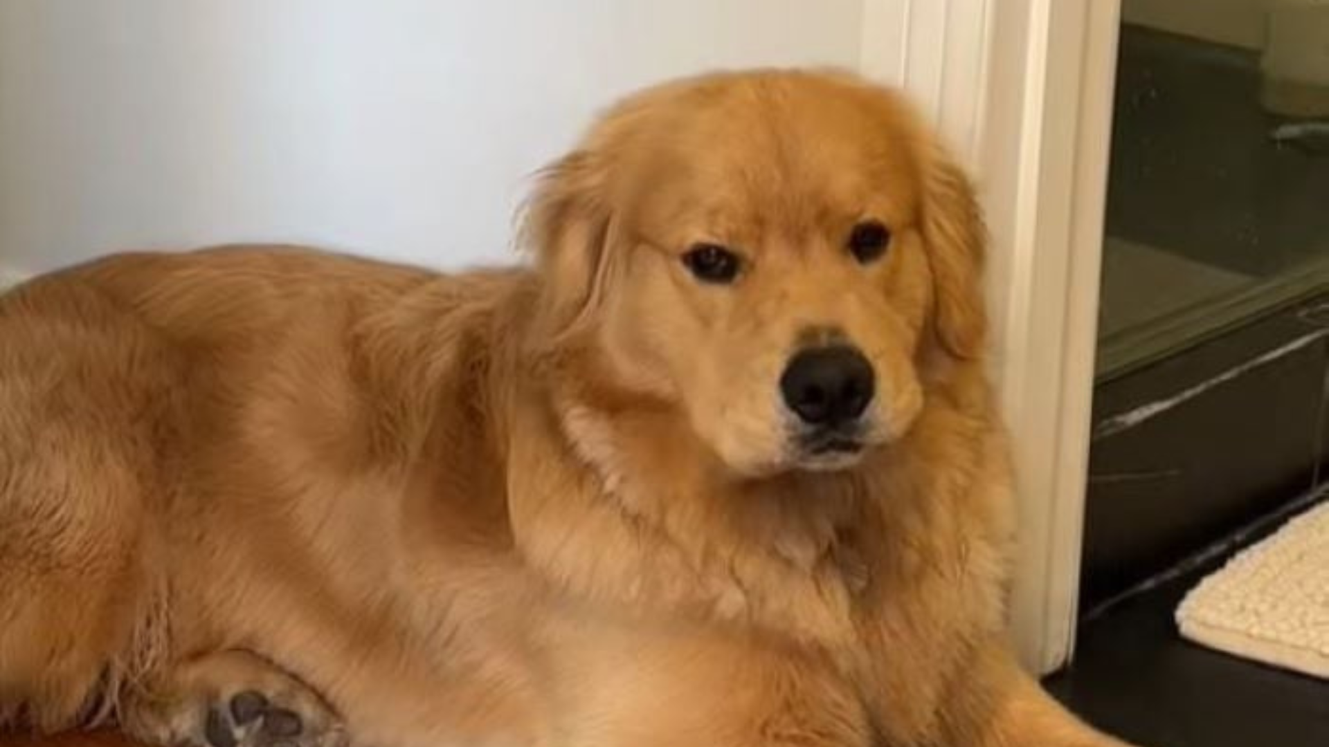 golden retriever dog