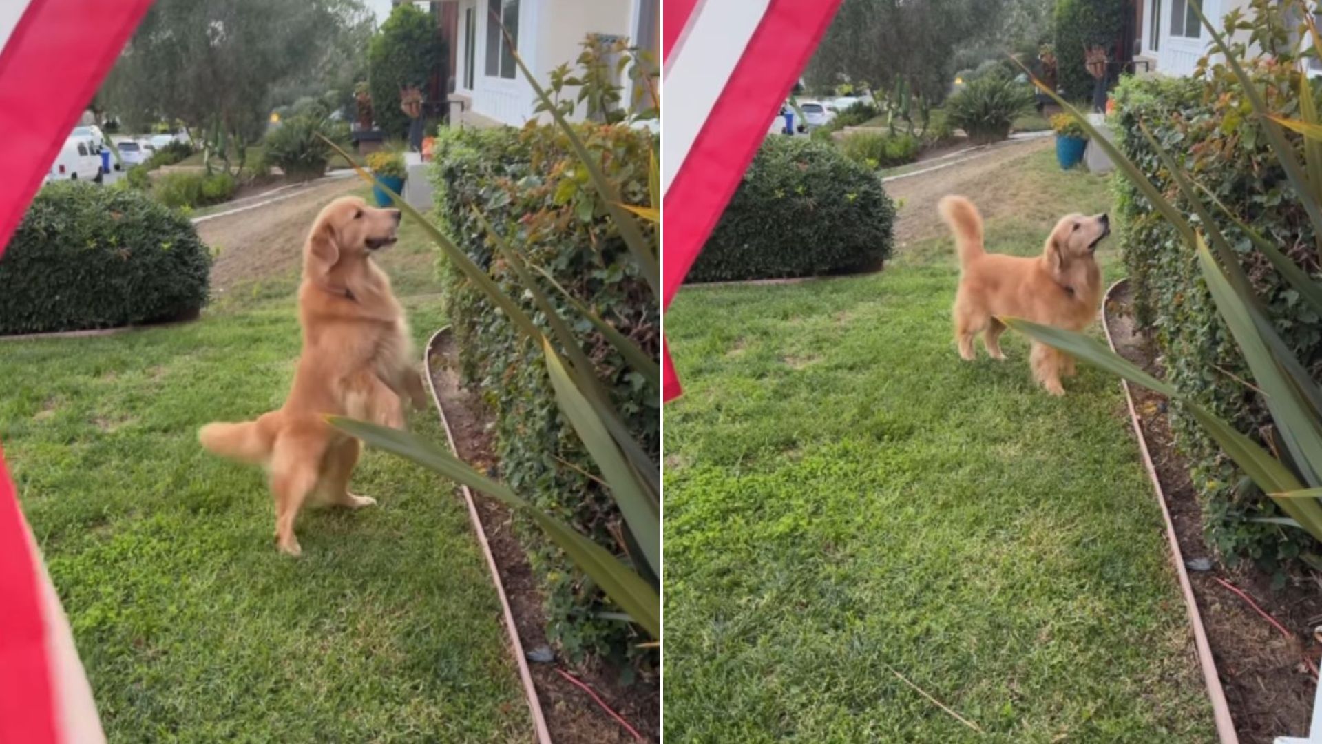 sweet Golden Retriever